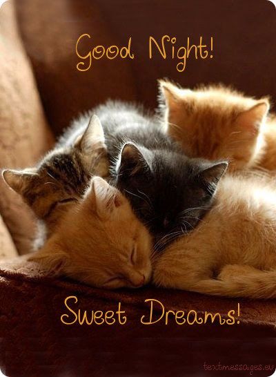 Good Night! Sweet Dreams! Cute little Kittens