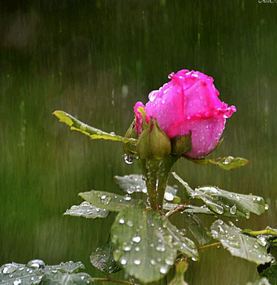 Pink Rose under the Rain