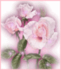 Pink Roses