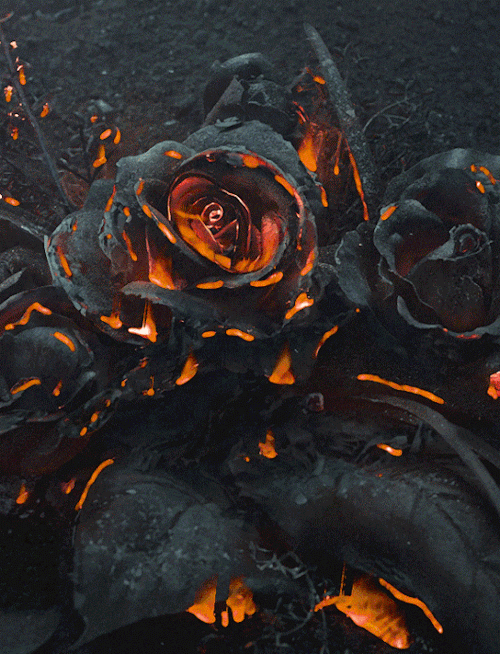 Flowers in Fire