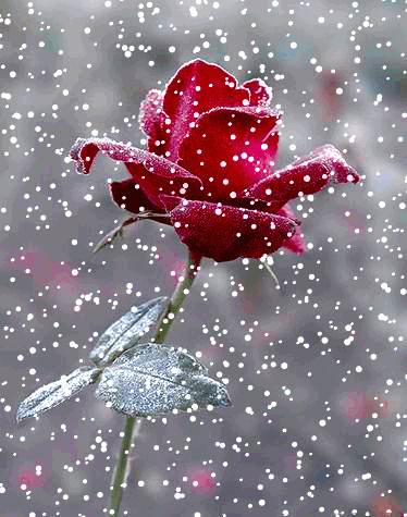 Flower and Snow