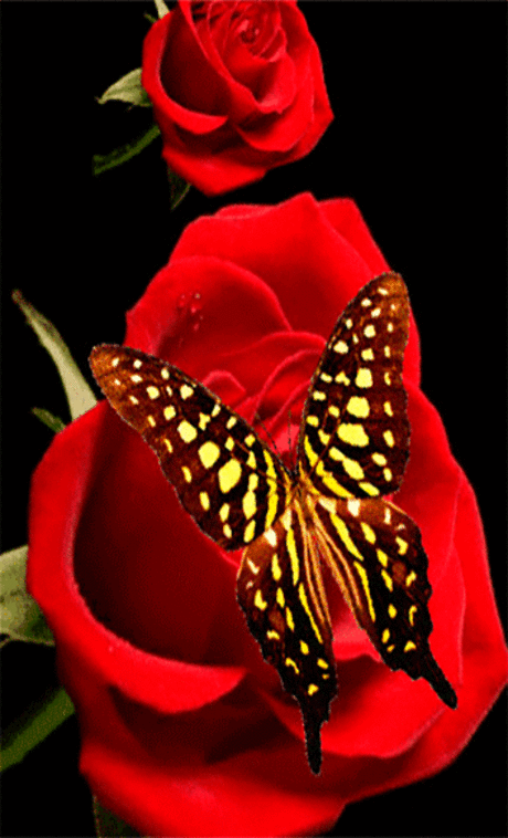 Red Roses and Butterfly