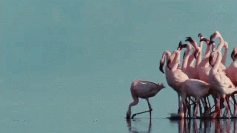 Weekend -- Funny Flamingos