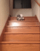 LOL Cat: down the stairs
