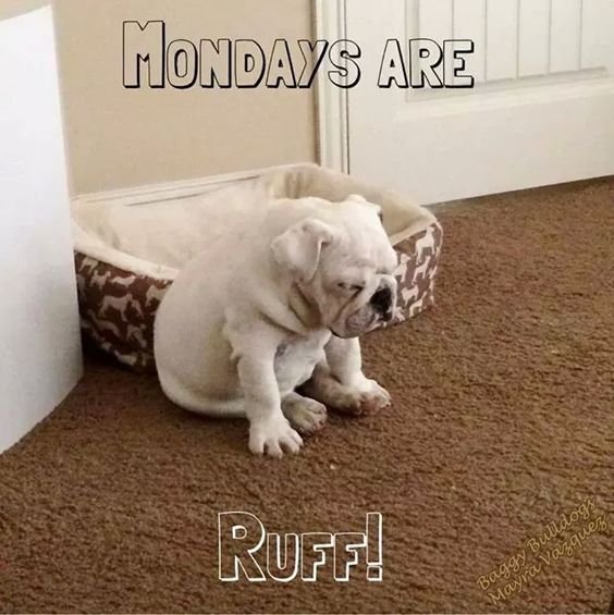 Monday are Ruff!