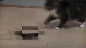 LOL Cat and the box