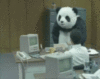 Crazy Panda in an Office