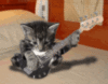 Funny Kitten plays Guitar