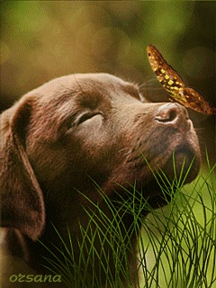 Cute Puppy with Butterfly