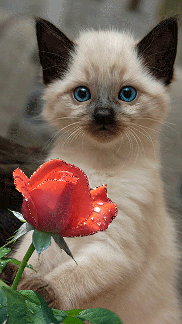 Cute Kitten with Flower