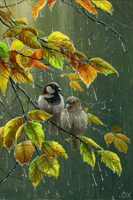 Birds under the rain