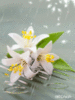 White Flowers under the Rain