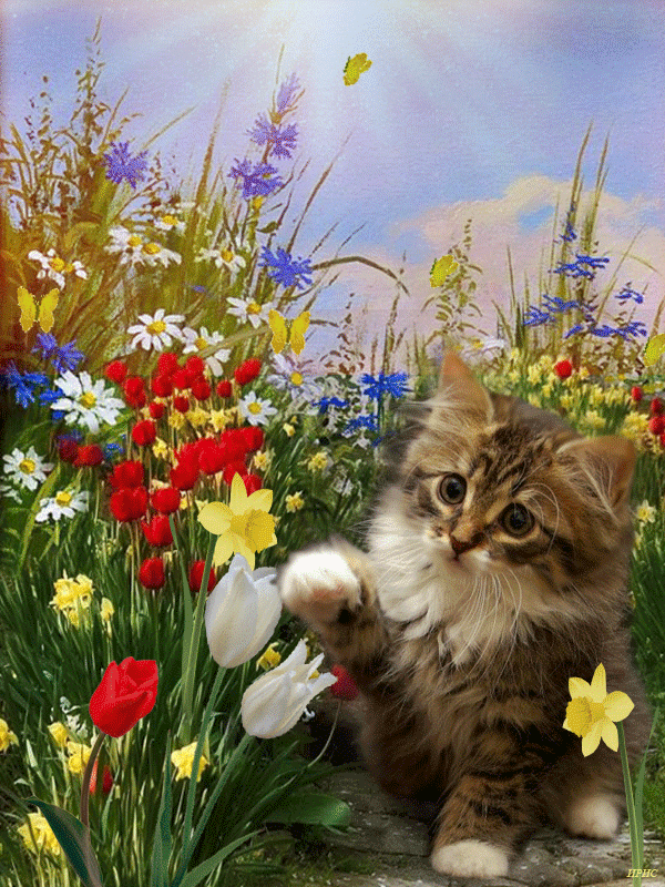 Cute Kitten and Flowers