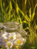 Flowers in the jar
