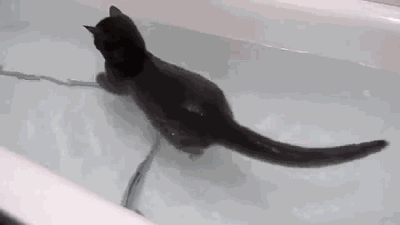 LOL Cat: in the bath