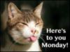 Here's to you Monday! Funny Cat