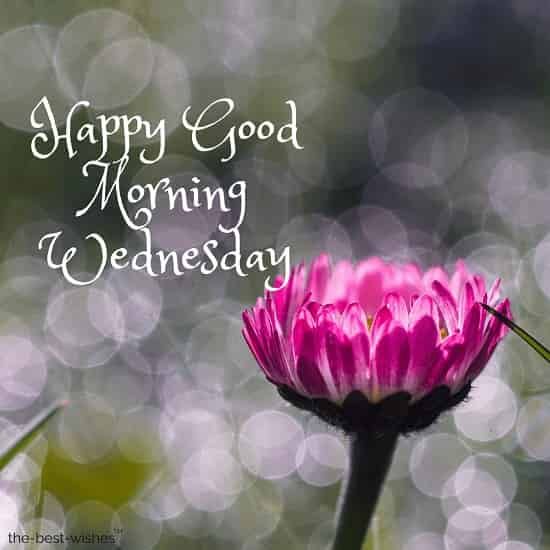 Happy Good Morning Wednesday