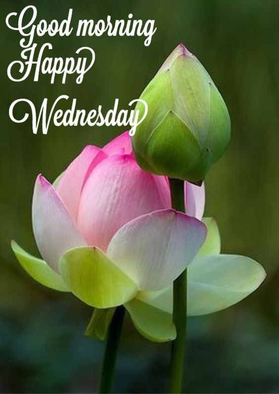 Good Morning Happy Wednesday