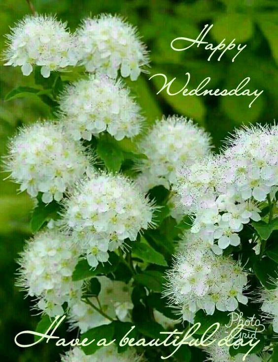 Happy Wednesday Have a Beautiful Day