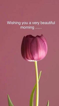 Wishing you a very beautiful morning...