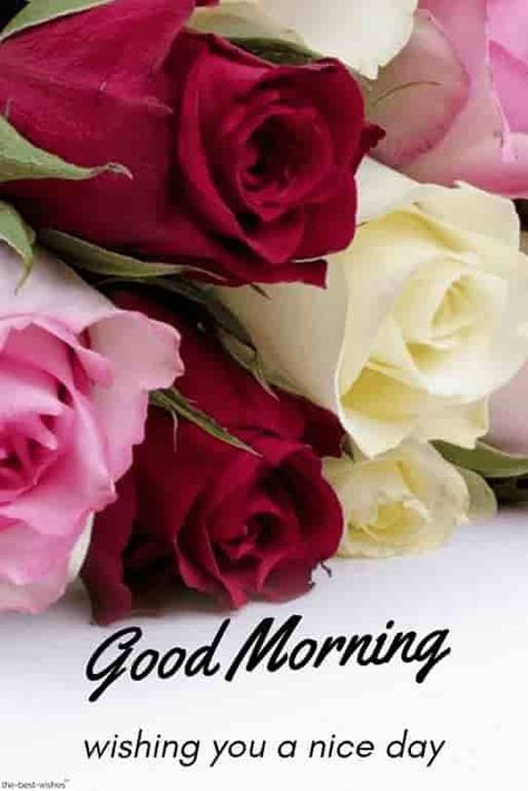 Good Morning Wishing you a nice day