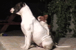 Dogs