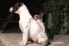 Dogs