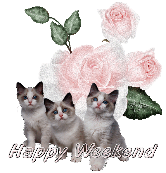 Happy Weekend -- Kittens
