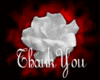 Thank You white  Rose