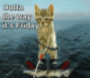 It's Friday -- LOL Cat
