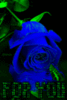 For You Blue Rose