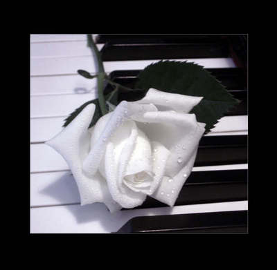 Love White Rose