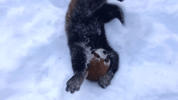 Cute Red Panda snow
