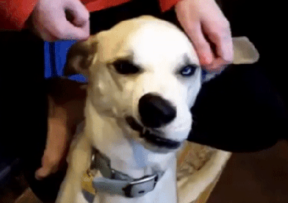 Funny Dog moving nose