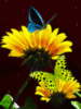 Sunflowers and butterflies