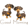 Good Morning dachshunds
