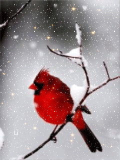 Red Bird in the Snow