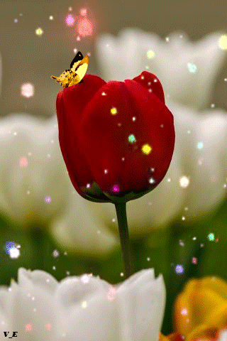 Red Flower and Butterfly
