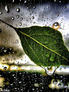 Leaf under the rain