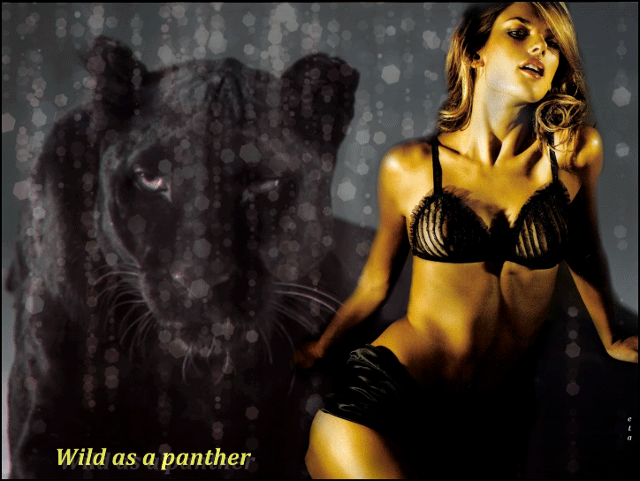 Wild as a panther