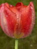 Tulip in the Rain
