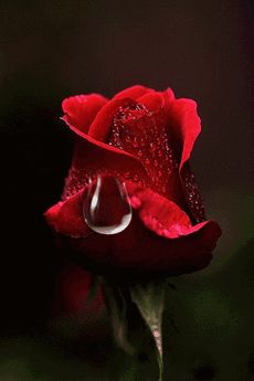 Red Rose