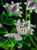 White flowers and butterfly