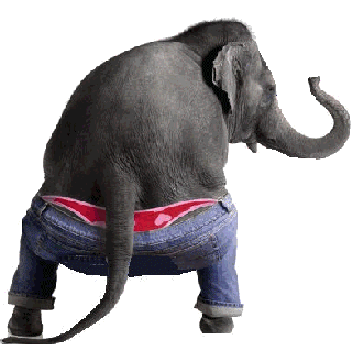 Elephant shaking bottom