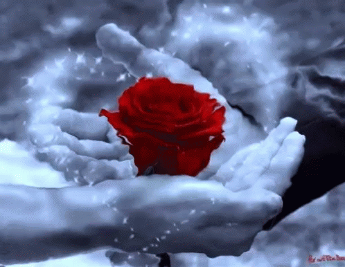 Red Rose for You
