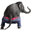 Elephant shaking bottom