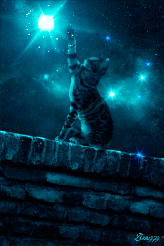 Cat under the star sky