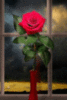 Red Rose under the Rain