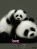 I Love You - Cute Pandas