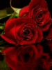 Happy Valentine's Day - Red Roses